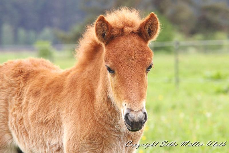 Bjarkar b.jpg - Bjarkar von Heidmoor 3,5 Wochen alt